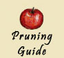 A complete guide for pruning apple trees.